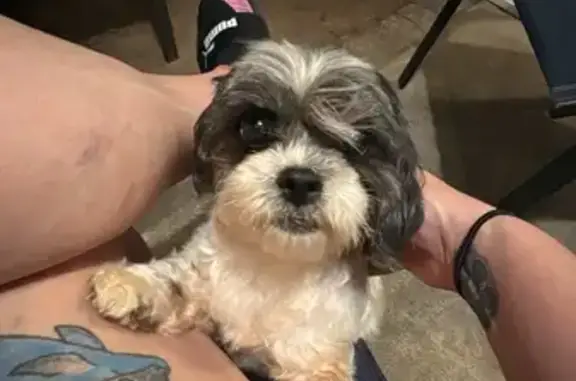 Found Shih Tzu: Sweet & Well-B...