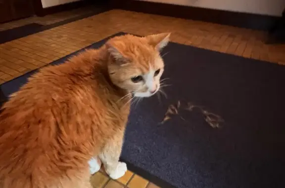 Found: Thin Orange Cat on Card...