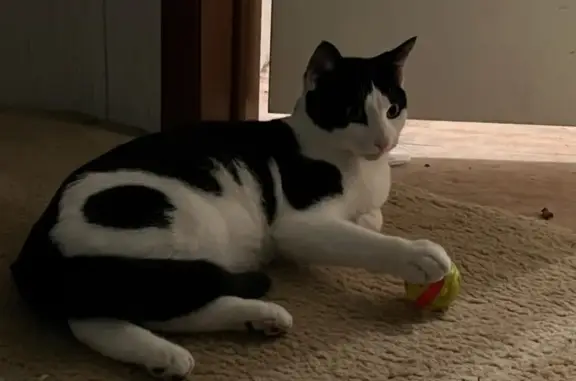 Missing Cat Alert: Black & White in Jasper