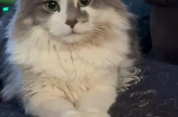 Missing cat Des Moines, photo: Lost: Soft-Furred Cat on Leyden Ave
