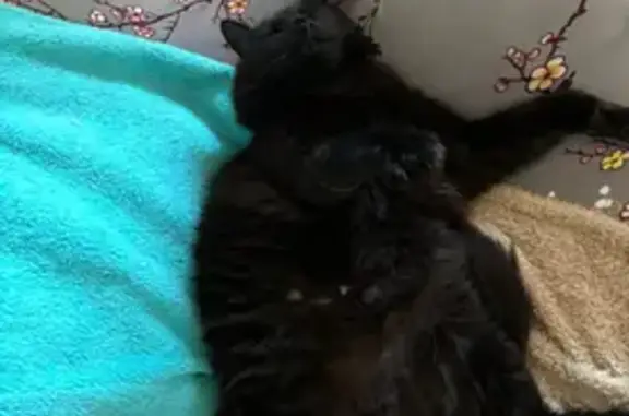 Lost Big Black Cat in Armadale Area