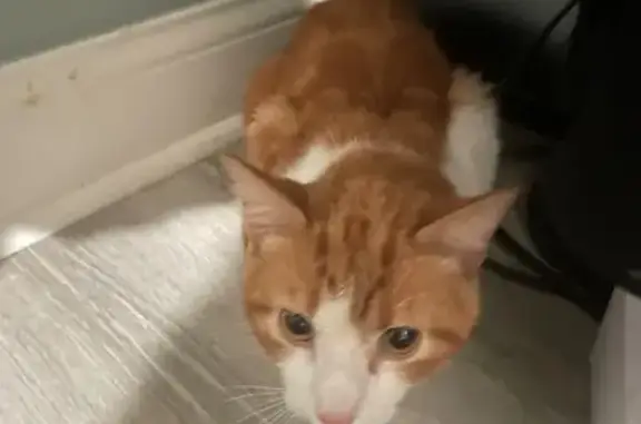 Found: Friendly Orange & White...