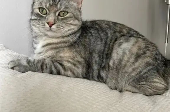 Lost Cat: Grey & Orange Tabby in Cambridge