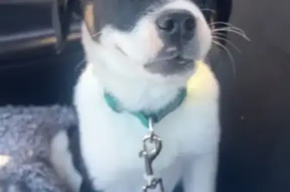 Lost Puppy: Black & White with Unique Collar