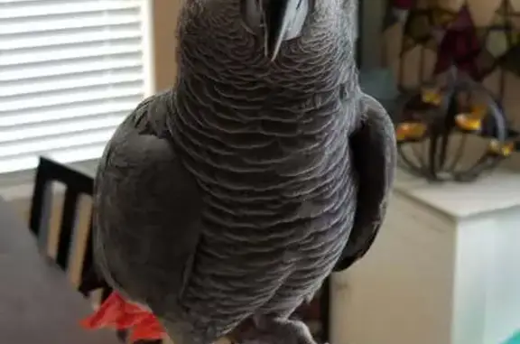 Lost pets , photo: Lost African Grey Parrot in Ewa Beach