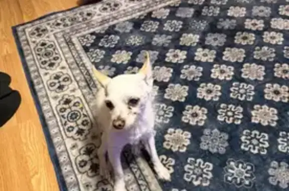 Lost White Chihuahua: Elderly & Fragile