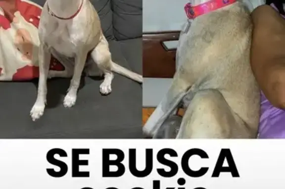 Perro Perdido: Collar Fucsia en Cartagena
