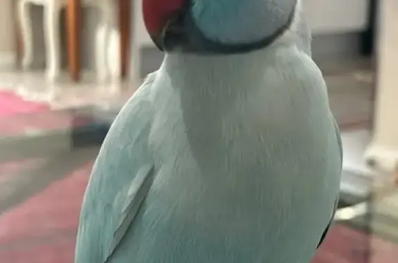 Lost Light Blue Bird on Valeria St, Blacktown