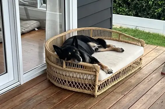 Lost 16-Year-Old Kelpie in Wagga Wagga