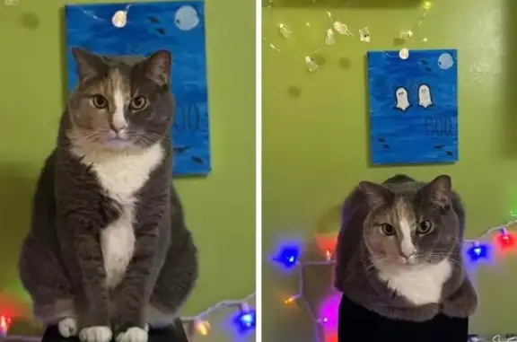 Lost Chubby Cat: Orange & Grey Face