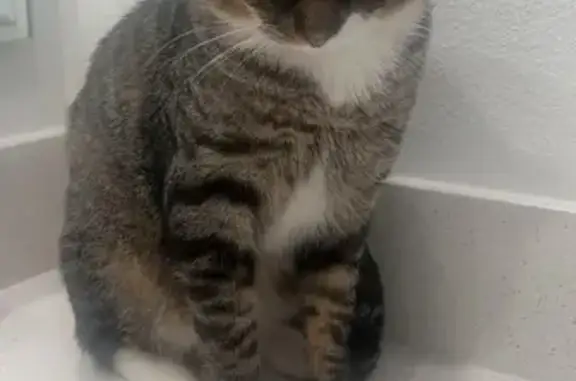 Lost Cat in Port Orange, FL - Help!