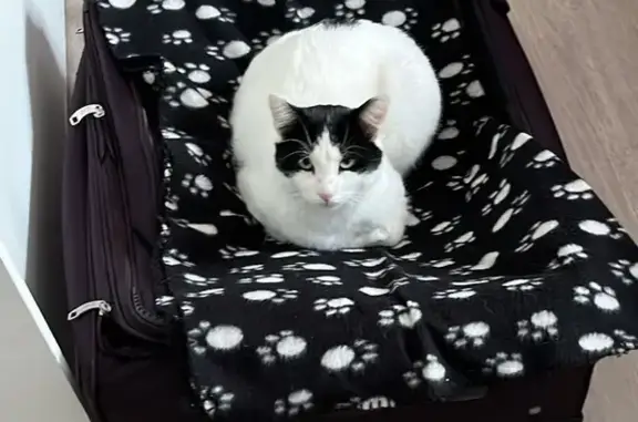 Chat perdu : 2 ans, cœur sur le dos - photo