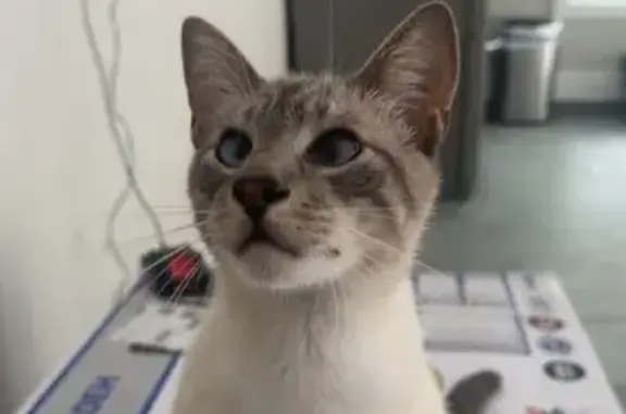 Lost: Skippy the Blue-Eyed Siamese