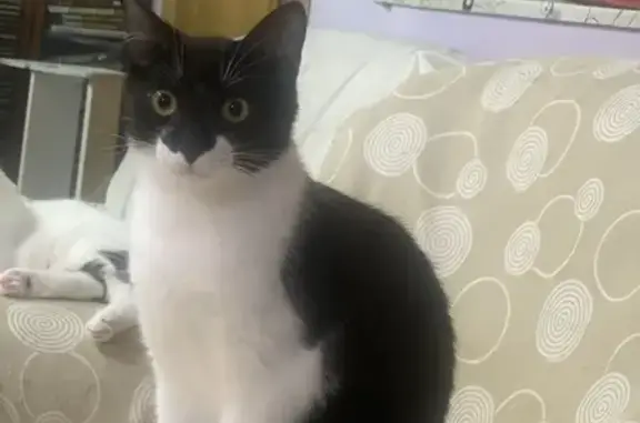 Búsqueda de mascotas, foto: ¡Ayuda a encontrar a Lucero en Parla!