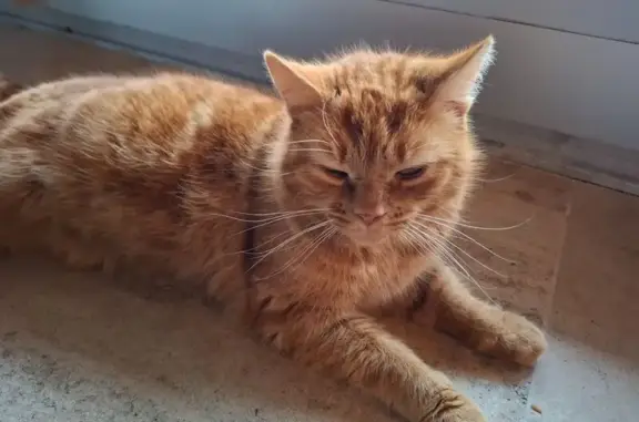 Animaux perdus , photo: Chat roux perdu, Route de la Grange du Bois