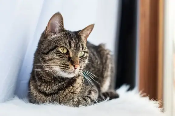 Chat perdu : Barney, traits noirs aux yeux - photo