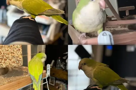 Lost Lime Green Parrot: Help F...