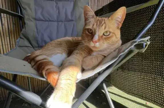Help Find Ollie: Beloved Ginger Cat Lost