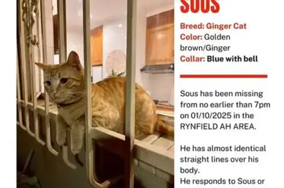 Lost and found pets South Africa, photo: Lost Cat: Ginger, Blue Collar, 7th Rd