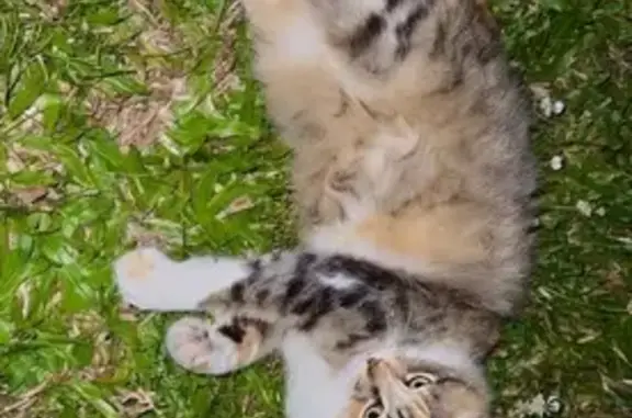 Sweet Mixed-Color Cat Found in...
