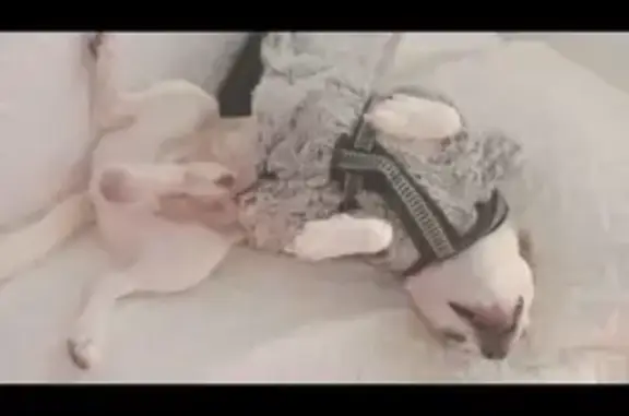 Perro Chihuahua Blanco Perdido en Los Alcázares