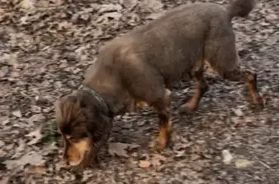 Animaux perdus , photo: Chien marron perdu, collier vert, Cleppé