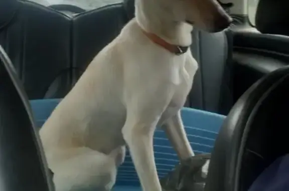 Chien lévrier blanc perdu à Langan - photo