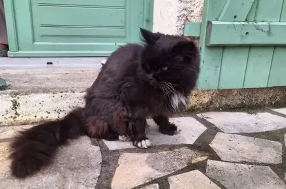 Chat trouvé Montauban, photo: Chat noir trouvé, tache blanche, Montauban