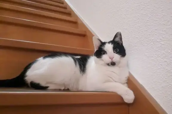 Animaux perdus Guilherand-Granges, photo: Chat perdu : Ronron, mâle noir et blanc