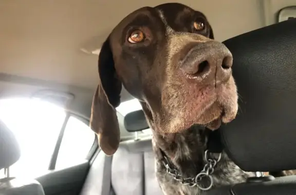 Friendly Found Dog in Vanderbi...