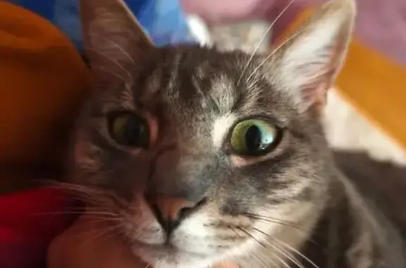 Chat perdu à Anjou : Ryo, sociable - photo