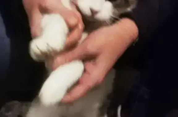 Animaux trouvés La Guérinière, photo: Chatte enceinte trouvée à Noirmoutier