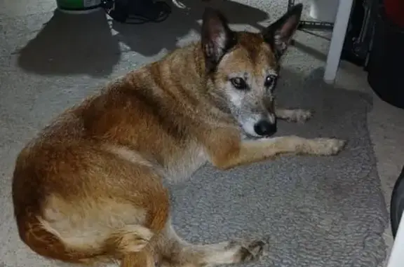 Chien trouvé , photo: Chienne malinois trouvée à Soleymieux
