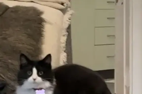 Lost Cat: Black & White on Fleet St