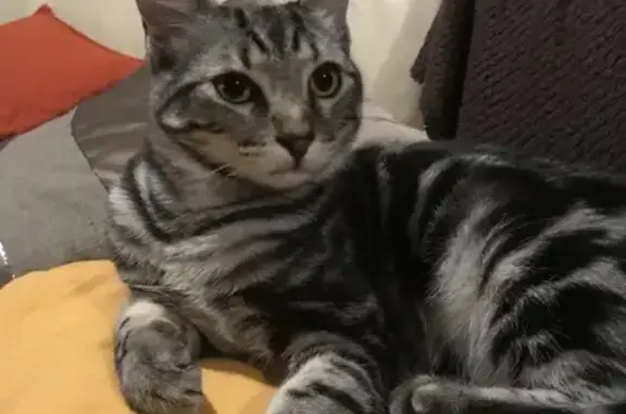 Animaux perdus Serres-Castet, photo: Chat tigré perdu à Serres-Castet