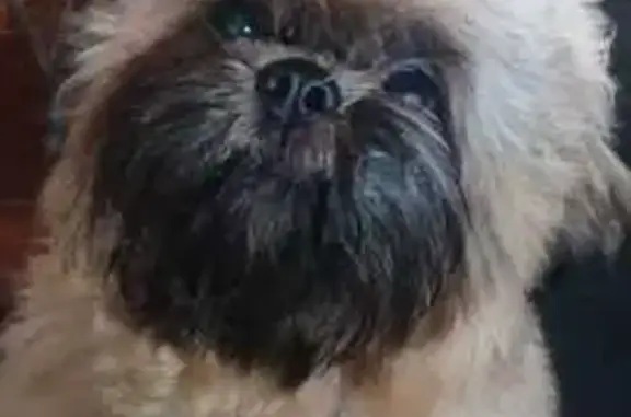 cachorro desaparecida