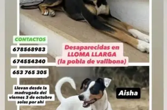 Perros perdidos, , foto: Perros Perdidos en Puebla de Vallbona