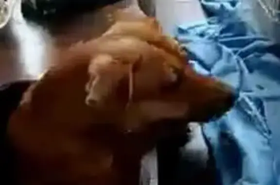 Lost Corgi Cross Ruby: Missing in Durban