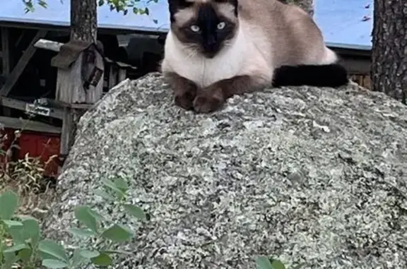 Lost Chocolate Point Siamese in Pembroke