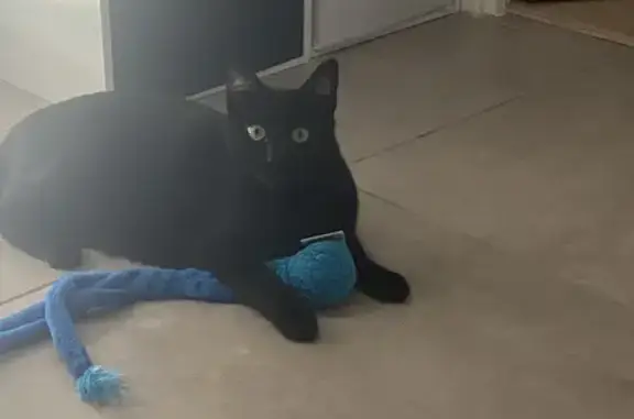 Chat perdu, Montpellier, photo: Chatte noire perdue, craintive, Montpellier