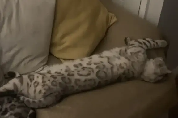 Lost Bengal Cat: Snow Mink Milo, 2 Yrs