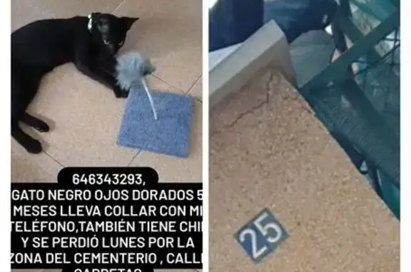 Gato Negro Perdido en La Alberca: 5 Meses