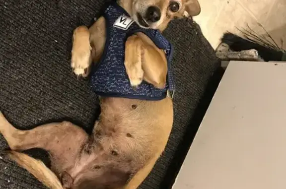 Lost pets Jacksonville, photo: Lost Chiweenie: Bonnie, Ramona Flea Market