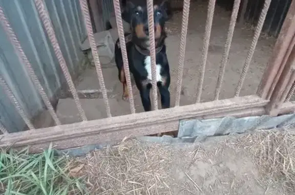 Знайдено собаку Черпака у Білі...