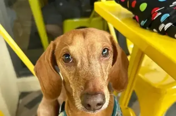 Lost Tan Wiener Dog: Charlie in Sunrise