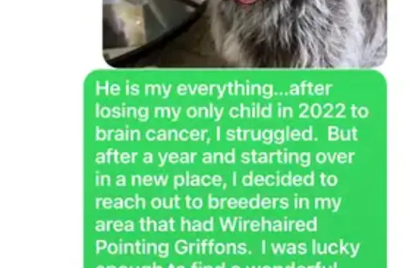 Lost Wirehaired Dog on Polk County Rd
