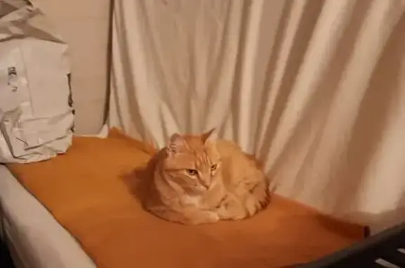 Chat roux perdu à Lorgues, 5 ans, pucé - photo