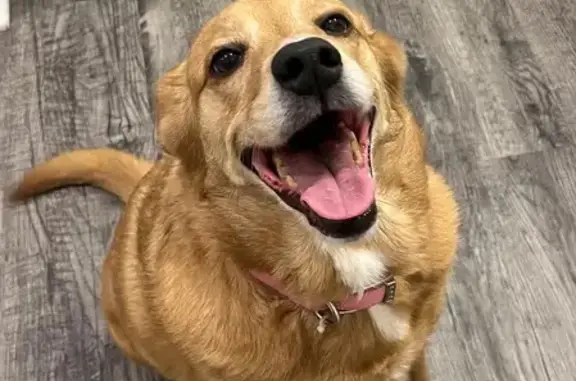 Found: Tan Female Dog on Milto...