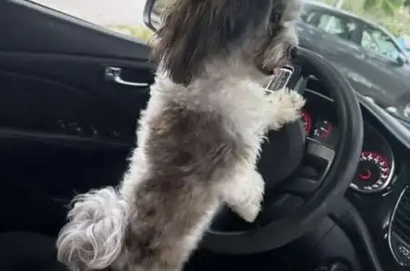 Lost Puppy: Help Bring Her Hom...