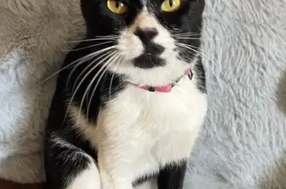 Gata Perdida: Collar Rosa, Ojos Amarillos